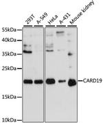 C9orf89 Polyclonal Antibody