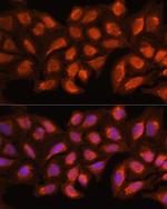 MRPL45 Antibody in Immunocytochemistry (ICC/IF)