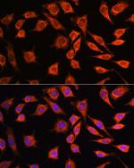 MRPL45 Polyclonal Antibody