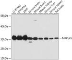MRPL45 Antibody in Western Blot (WB)