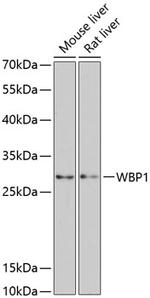 WBP1 Polyclonal Antibody