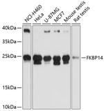FKBP14 Antibody in Western Blot (WB)