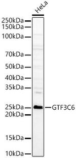 GTF3C6 Polyclonal Antibody