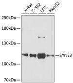 SYNE3 Antibody in Western Blot (WB)