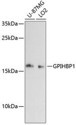 GPIHBP1 Polyclonal Antibody