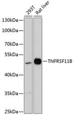 TNFRSF11B Polyclonal Antibody