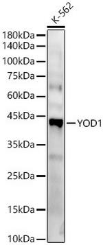 YOD1 Polyclonal Antibody