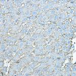 ASGR1 Antibody in Immunohistochemistry (Paraffin) (IHC (P))