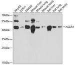 ASGR1 Antibody in Western Blot (WB)