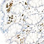 CD68 Antibody in Immunohistochemistry (Paraffin) (IHC (P))