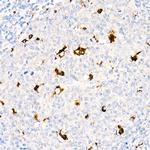 CD68 Antibody in Immunohistochemistry (Paraffin) (IHC (P))