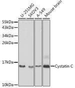 Cystatin C Polyclonal Antibody