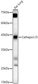 Cathepsin D Antibody in Western Blot (WB)