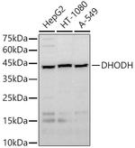DHODH Antibody in Western Blot (WB)