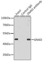 GNAI3 Antibody in Immunoprecipitation (IP)