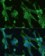 GPI Antibody in Immunocytochemistry (ICC/IF)