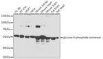 GPI Antibody in Western Blot (WB)