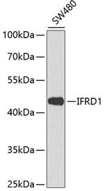IFRD1 Polyclonal Antibody