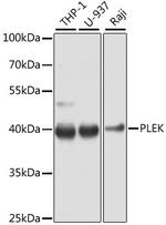Pleckstrin Antibody in Western Blot (WB)