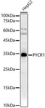 PYCR1 Polyclonal Antibody