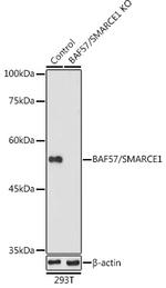 BAF57 Antibody in Western Blot (WB)