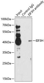 eIF3h Antibody in Immunoprecipitation (IP)