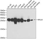 RPL14 Antibody in Western Blot (WB)