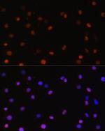 JAB1 Antibody in Immunocytochemistry (ICC/IF)