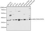 JAB1 Antibody in Western Blot (WB)