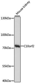 PEO1 Polyclonal Antibody