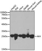 Adenylate Kinase 4 Polyclonal Antibody