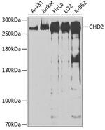CHD2 Polyclonal Antibody