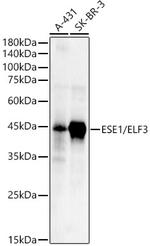 ELF3 Polyclonal Antibody