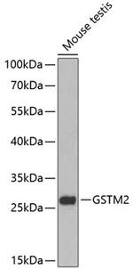 GSTM2 Polyclonal Antibody