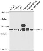HNMT Polyclonal Antibody