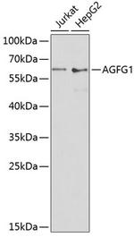 AGFG1 Polyclonal Antibody