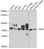 CD44 Antibody in Western Blot (WB)