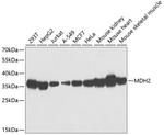 MDH2 Polyclonal Antibody