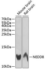 NEDD8 Antibody in Western Blot (WB)