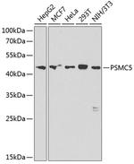 PSMC5 Polyclonal Antibody