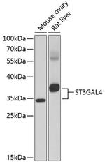 ST3GAL4 Antibody in Western Blot (WB)