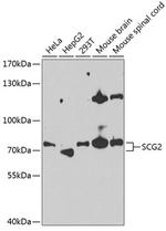 Chromogranin C Antibody in Western Blot (WB)