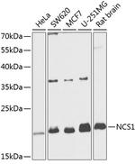 NCS1 Antibody in Western Blot (WB)