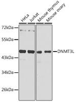 DNMT3L Polyclonal Antibody