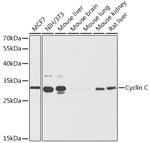 Cyclin C Polyclonal Antibody