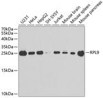 RPL9 Antibody in Western Blot (WB)
