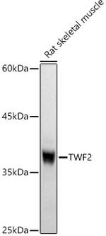 TWF2 Antibody in Western Blot (WB)