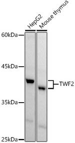 TWF2 Antibody in Western Blot (WB)