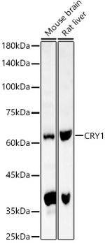 CRY1 Polyclonal Antibody