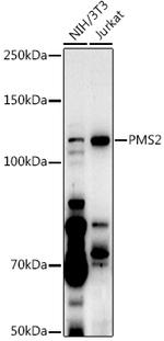 PMS2 Antibody in Western Blot (WB)